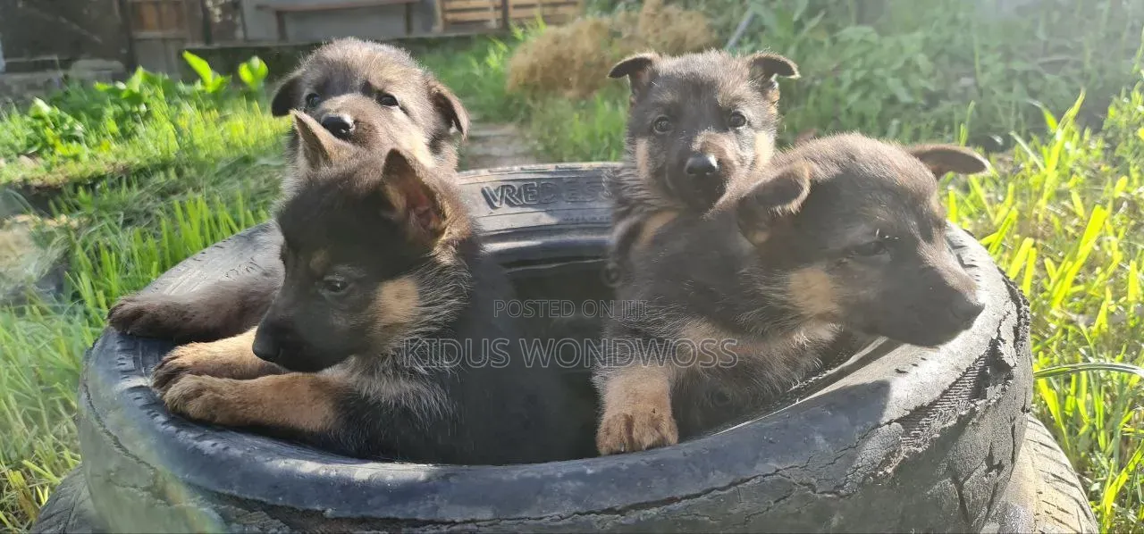 0-1 month Male Purebred German Shepherd