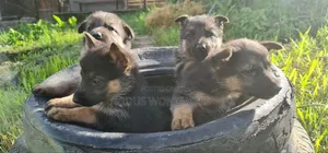 0-1 month Male Purebred German Shepherd
