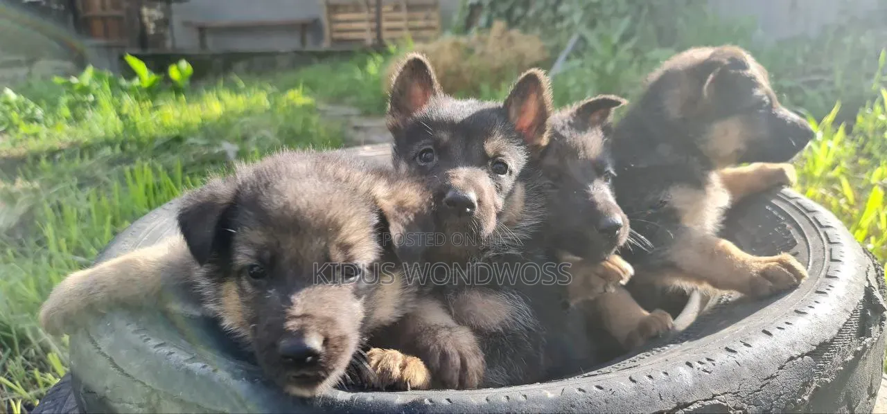 0-1 month Male Purebred German Shepherd