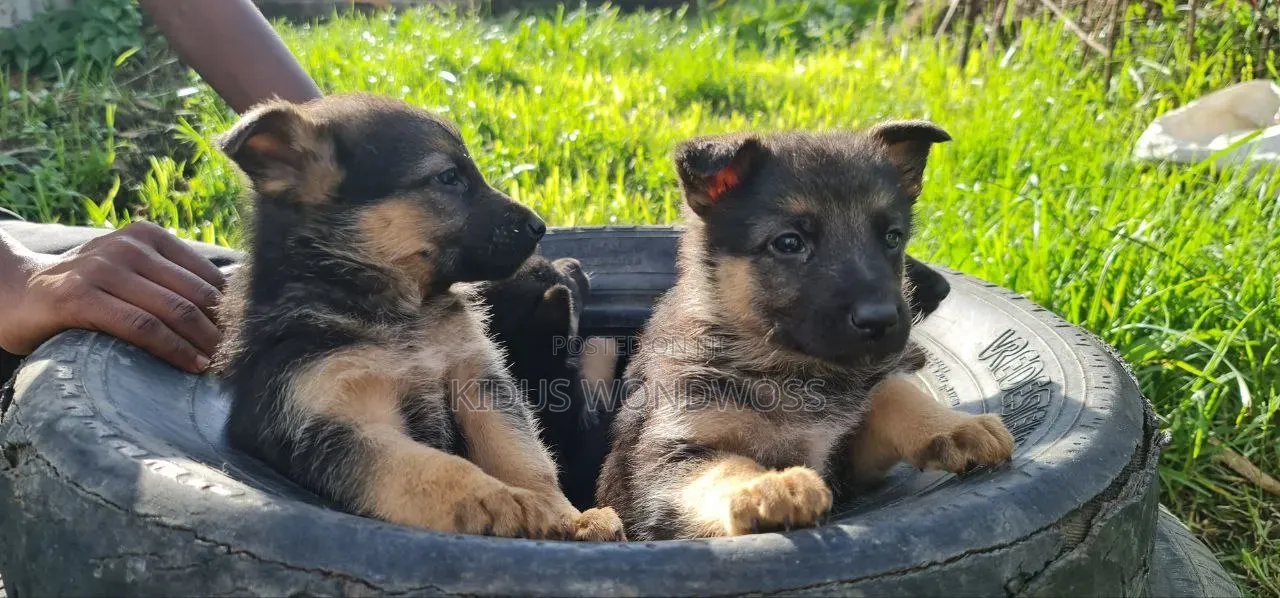 0-1 month Male Purebred German Shepherd
