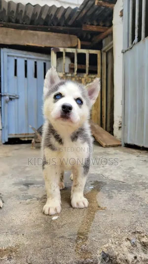 0-1 month Male Purebred Siberian Husky