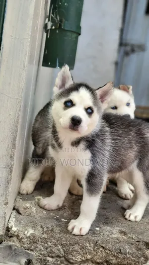 0-1 month Male Purebred Siberian Husky