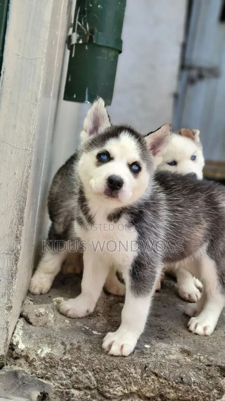 0-1 month Male Purebred Siberian Husky