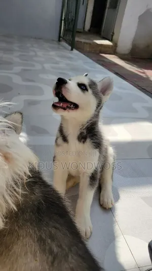 0-1 month Male Purebred Siberian Husky