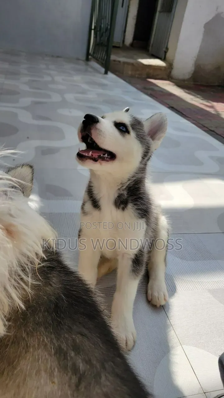 0-1 month Male Purebred Siberian Husky