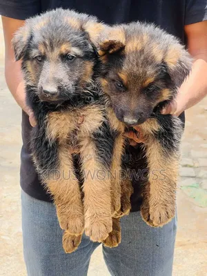 0-1 month Male Purebred German Shepherd