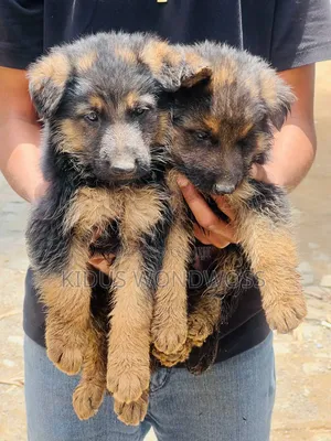 0-1 month Male Purebred German Shepherd