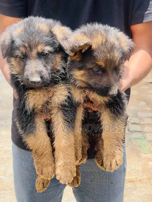 0-1 month Male Purebred German Shepherd