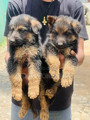 0-1 month Male Purebred German Shepherd