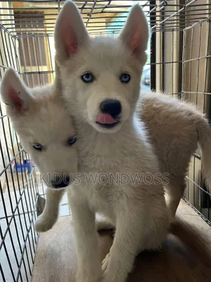 0-1 month Male Purebred Siberian Husky