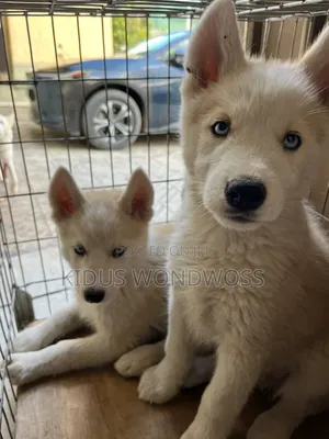0-1 month Male Purebred Siberian Husky