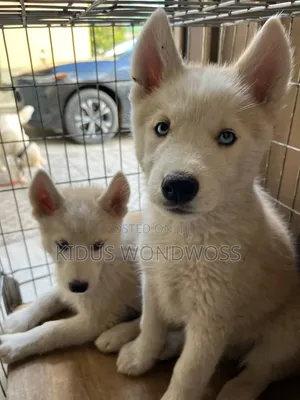 0-1 month Male Purebred Siberian Husky