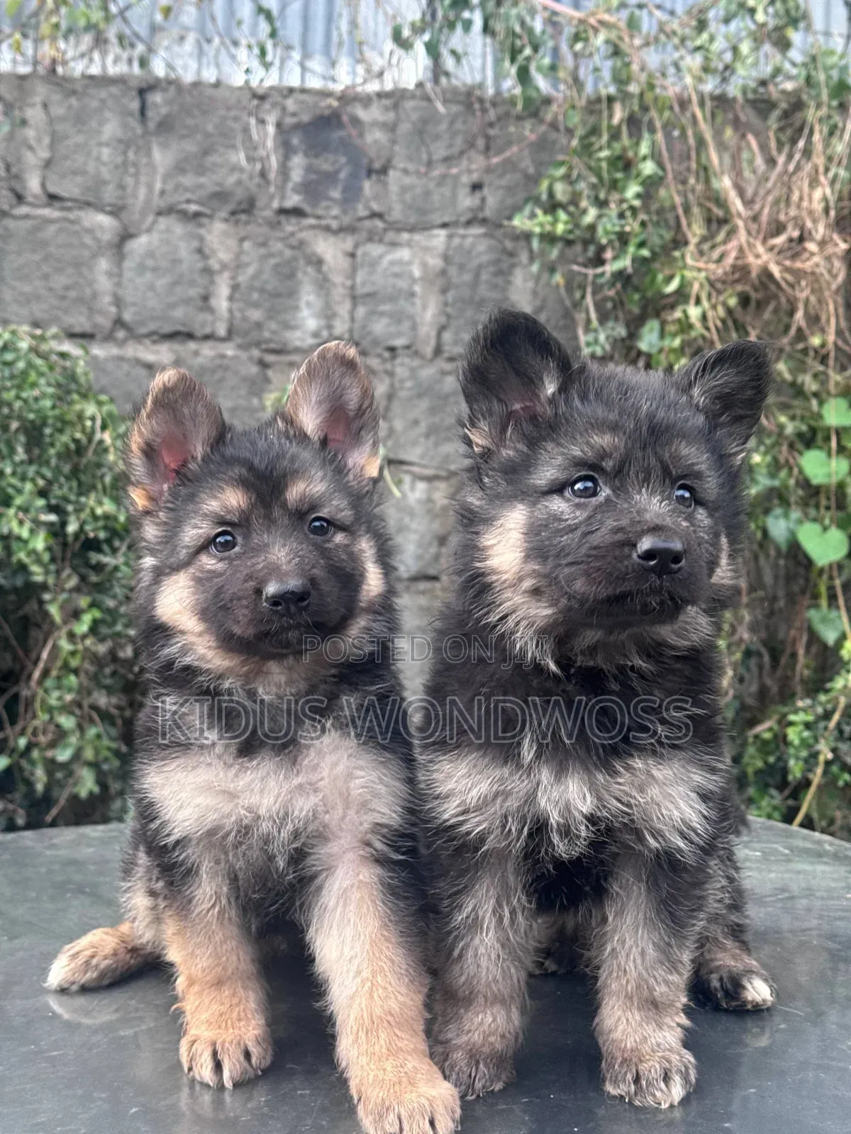 0-1 month Male Purebred German Shepherd