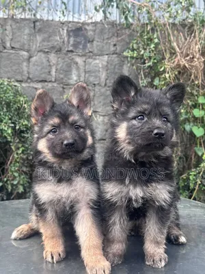 0-1 month Male Purebred German Shepherd