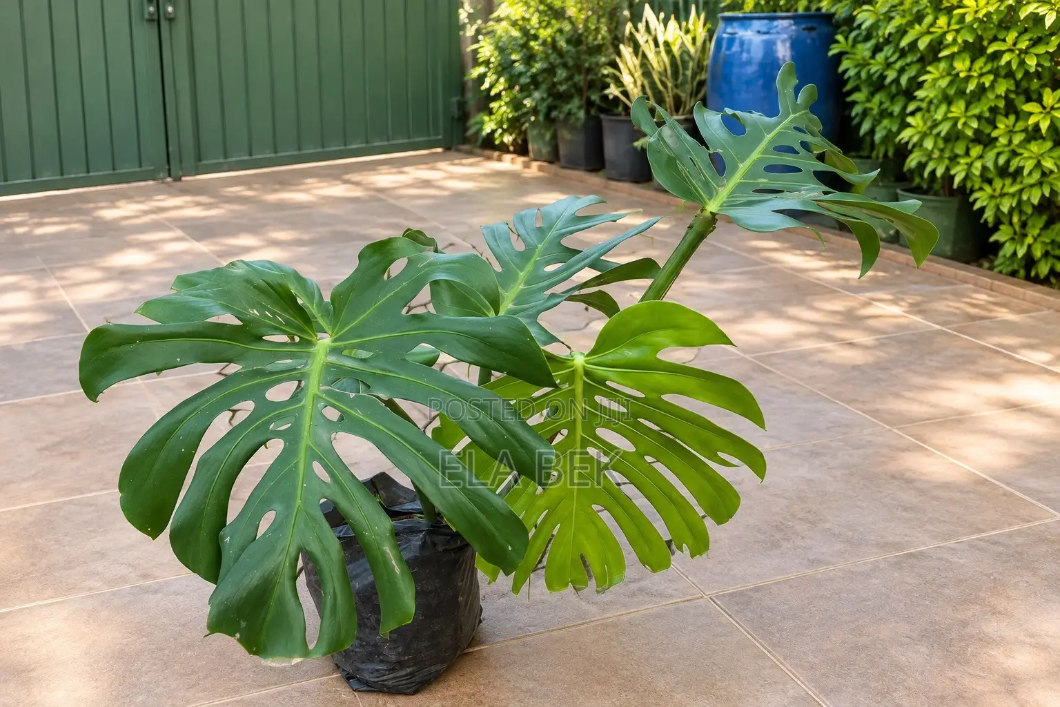 Monstera Plant