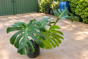 Monstera Plant