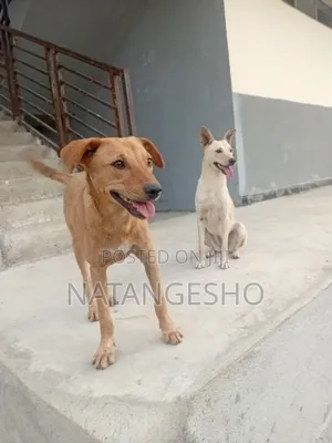 3-6 months Female Mixed Breed Mongrel (No Breed)