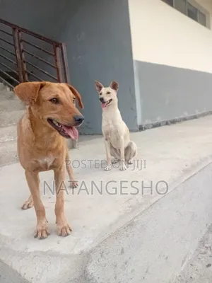 3-6 months Female Mixed Breed Mongrel (No Breed)