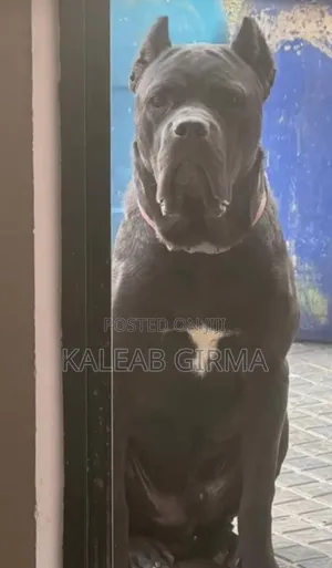 1-3 months Male Purebred Cane Corso