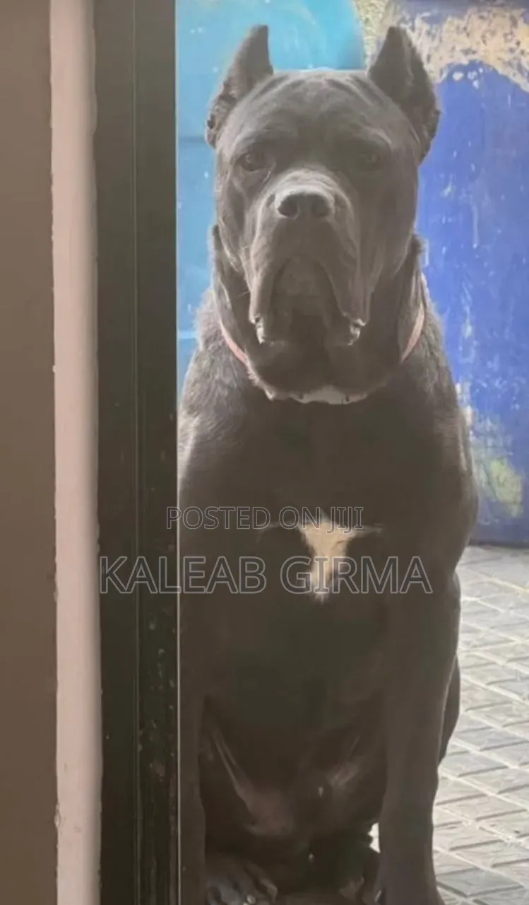 1-3 months Male Purebred Cane Corso
