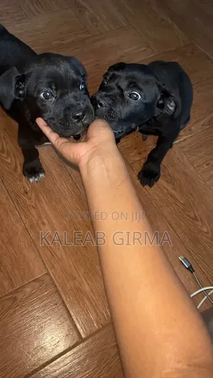 1-3 months Male Purebred Cane Corso
