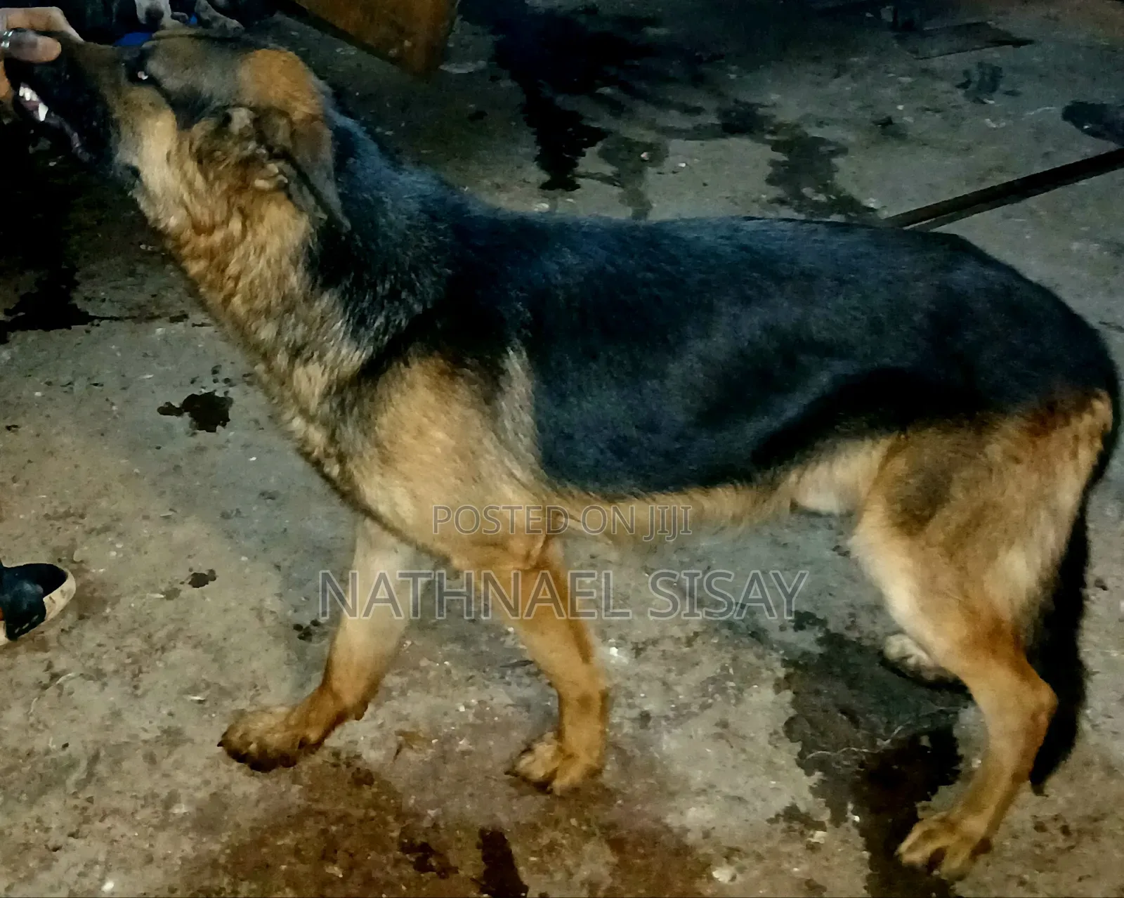 1+ year Male Purebred German Shepherd