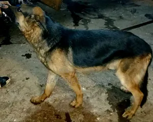 1+ year Male Purebred German Shepherd