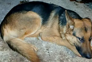 1+ year Male Purebred German Shepherd