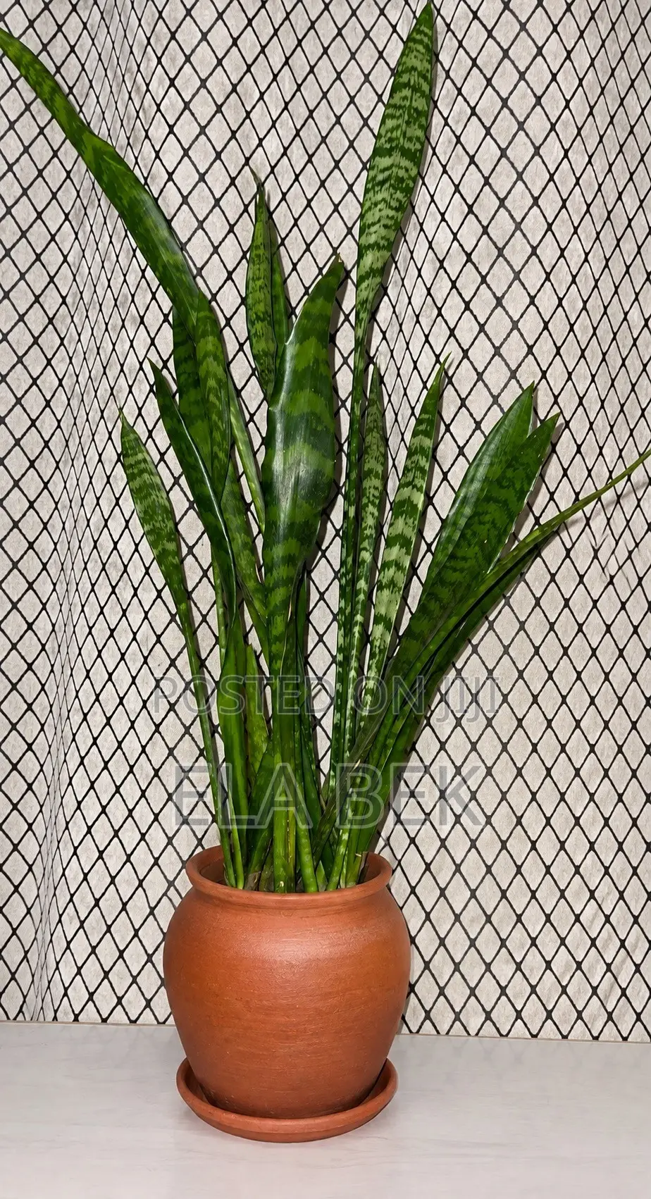 Snake Plant