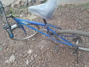 የአዋቂዎች ሳይክል