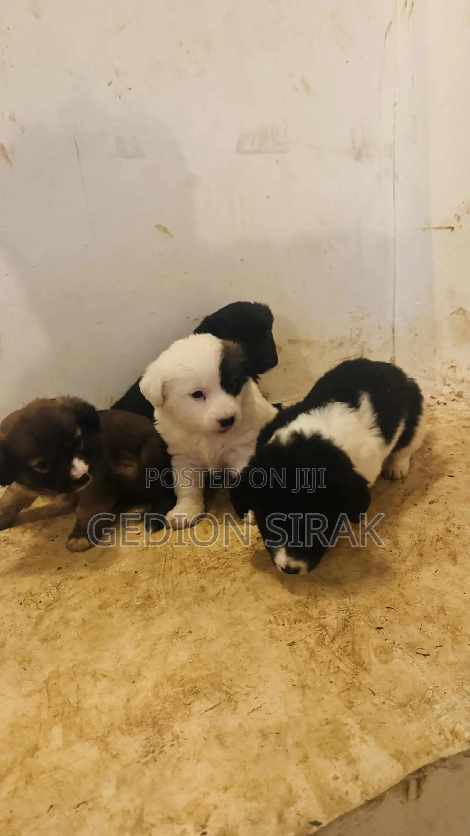 1-3 months Male Purebred Maltese