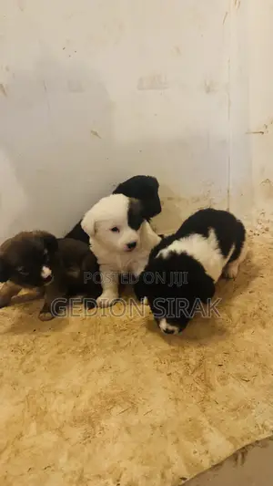 1-3 months Male Purebred Maltese