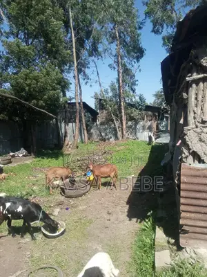 Land for Sale የሚሸጥ መሬት