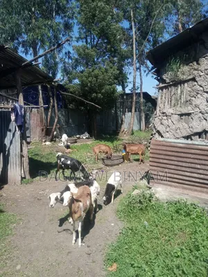 Land for Sale የሚሸጥ መሬት