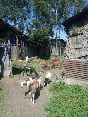 Land for Sale የሚሸጥ መሬት