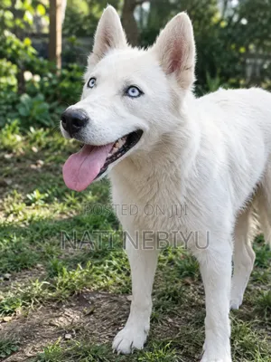 1+ year Female Purebred Siberian Husky