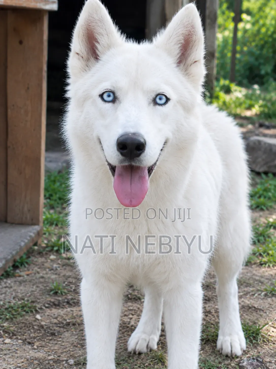 1+ year Female Purebred Siberian Husky