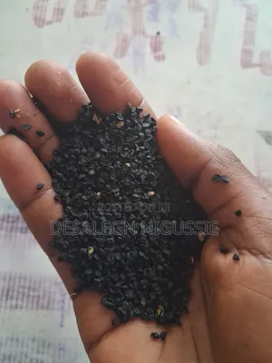 Onions Seed (የሽንኩርት ዘር)