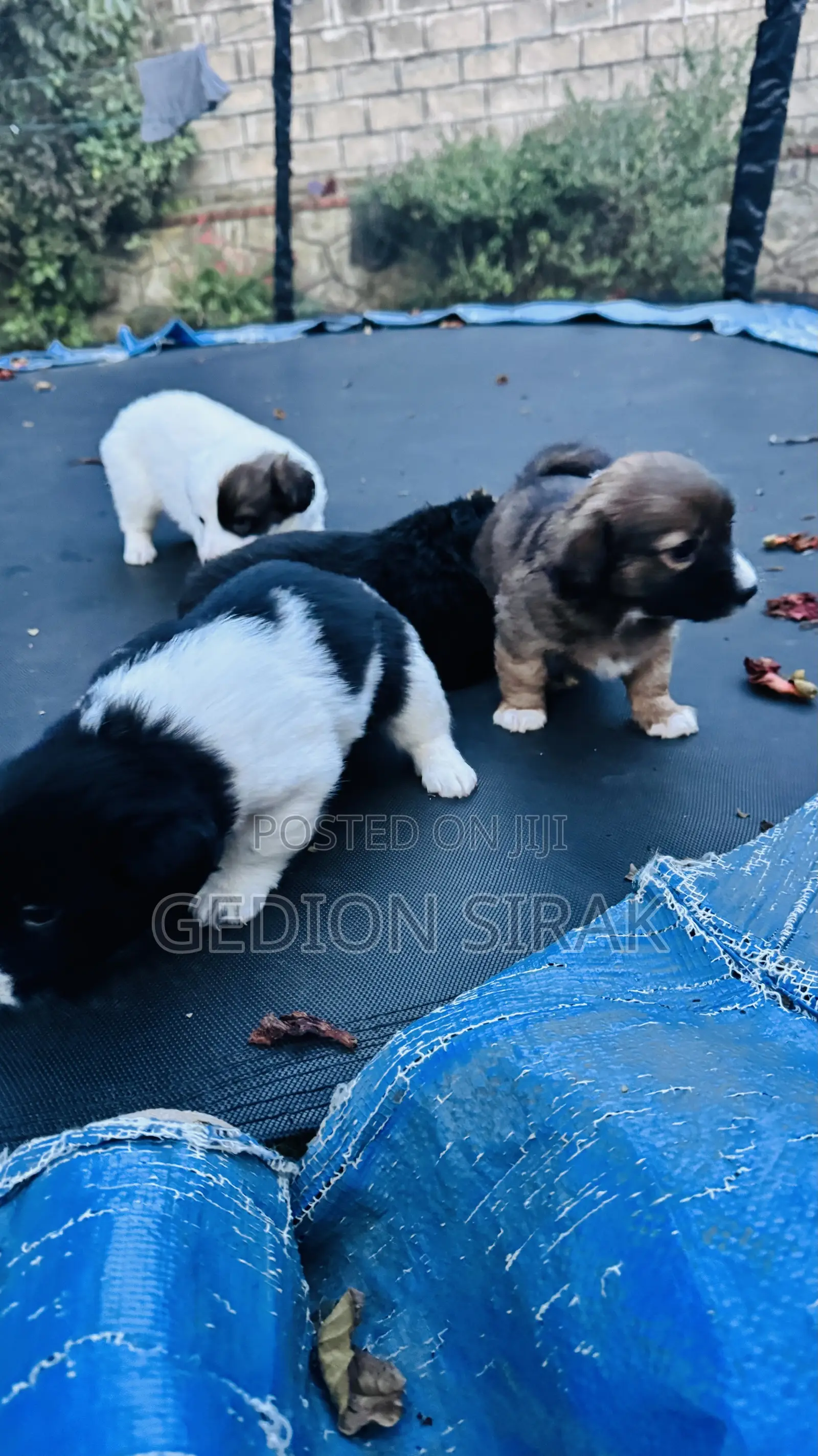1-3 months Male Purebred Maltese