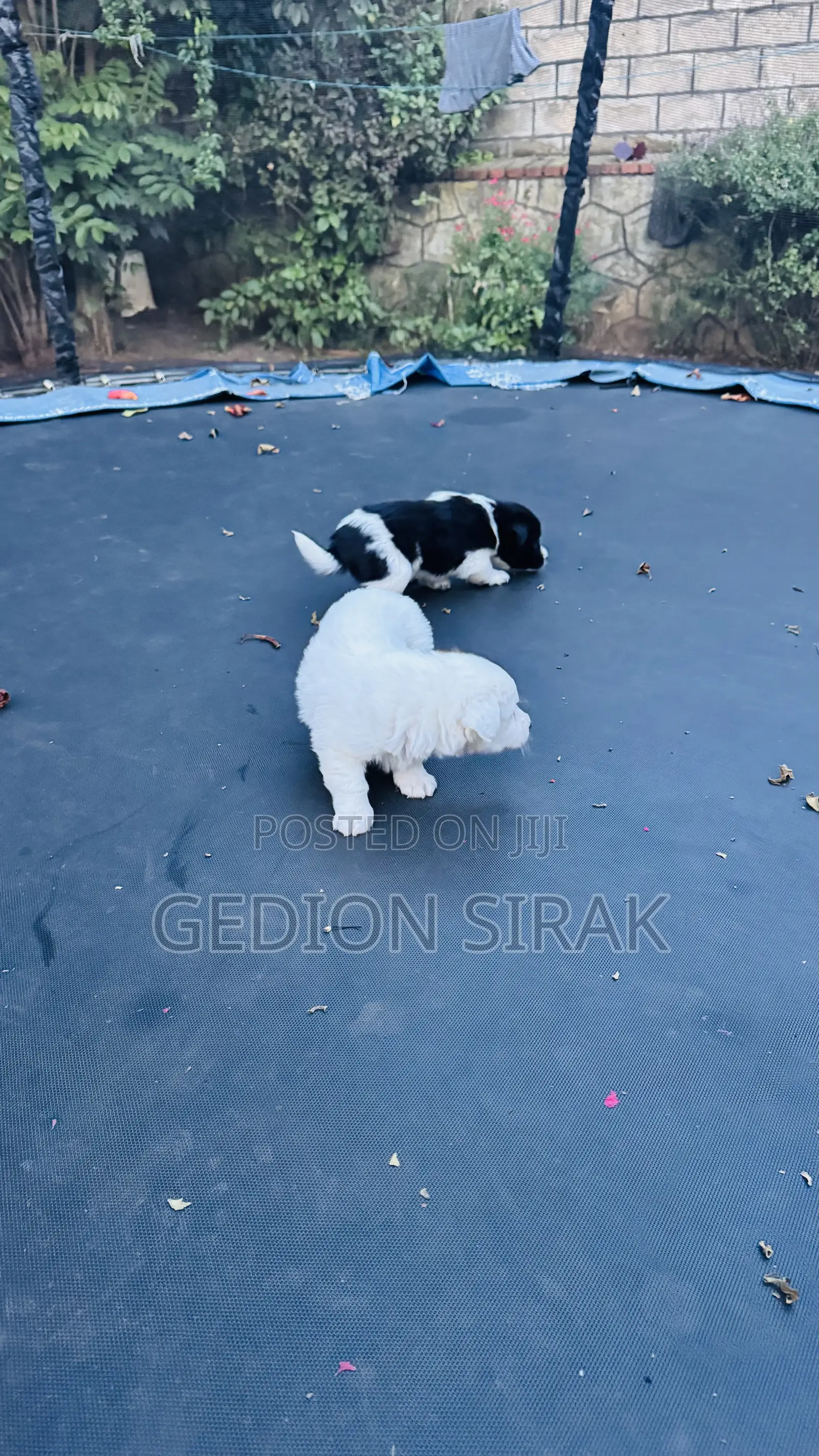 1-3 months Male Purebred Maltese