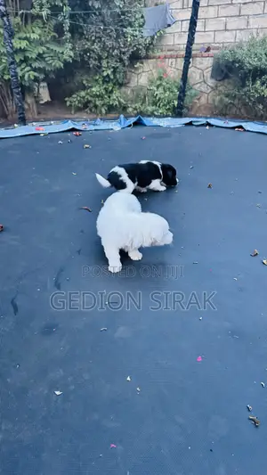 1-3 months Male Purebred Maltese