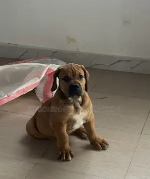 1-3 months Male Purebred Boerboel