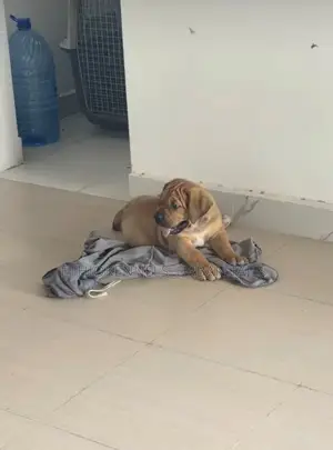 1-3 months Male Purebred Boerboel