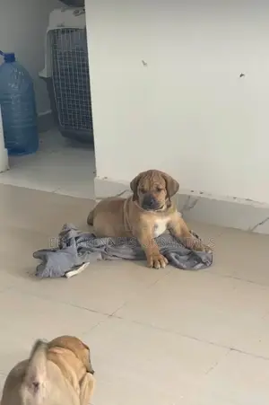 1-3 months Male Purebred Boerboel