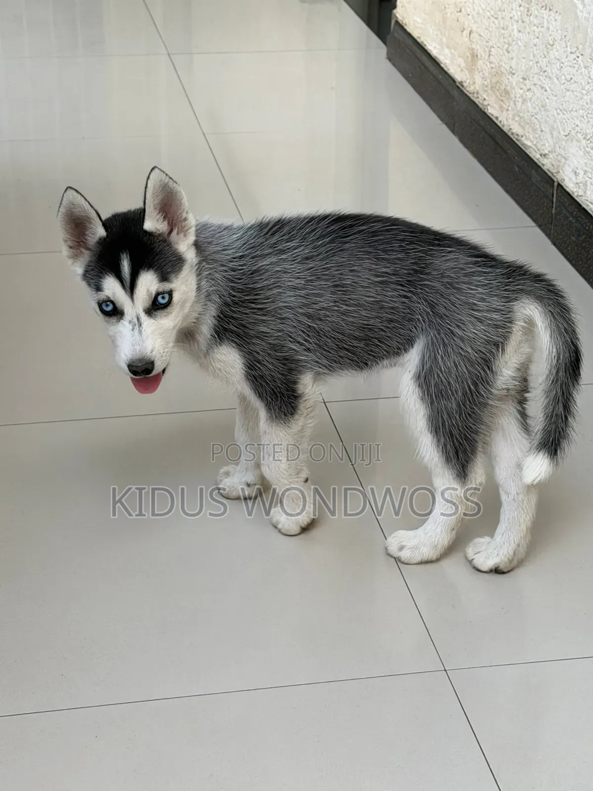 0-1 month Male Purebred Siberian Husky