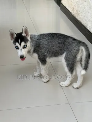 0-1 month Male Purebred Siberian Husky