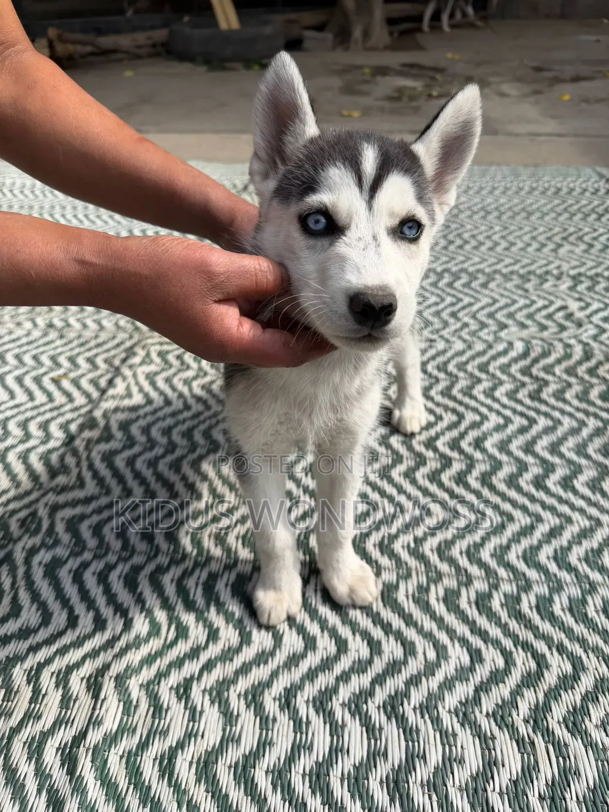 0-1 month Male Purebred Siberian Husky