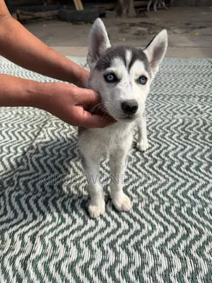 0-1 month Male Purebred Siberian Husky