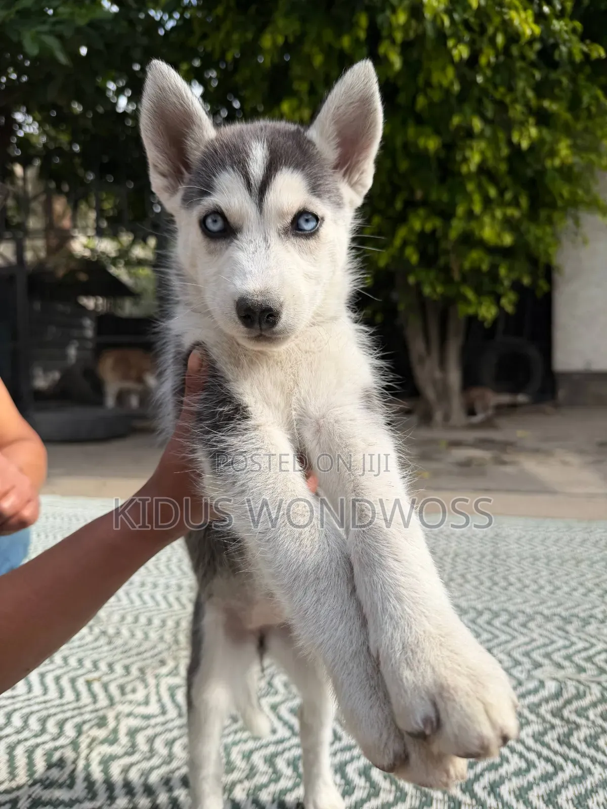 0-1 month Male Purebred Siberian Husky