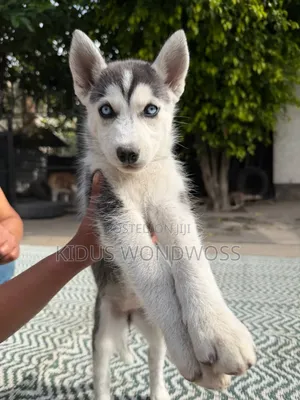0-1 month Male Purebred Siberian Husky